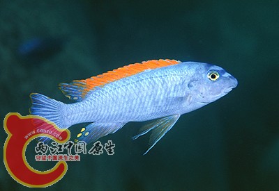 红翅蓝勾鼻.jpg