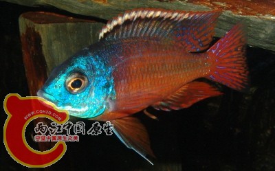 埃及艳后.jpg
