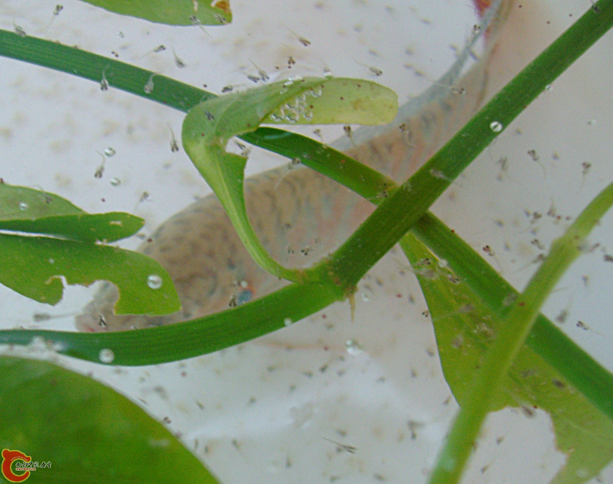 母鱼已捞出,公鱼在守护小斗.