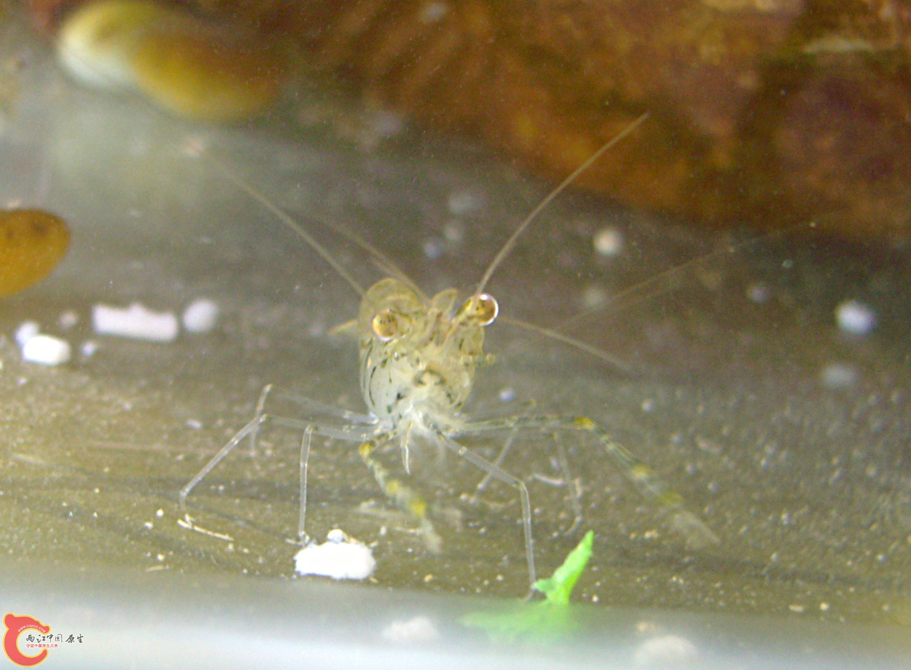 大眼睛挺有神的