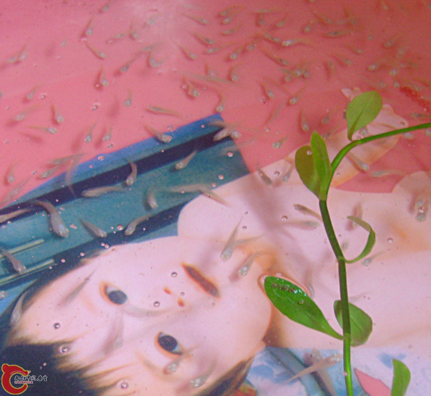 它们的哥哥姐姐们.