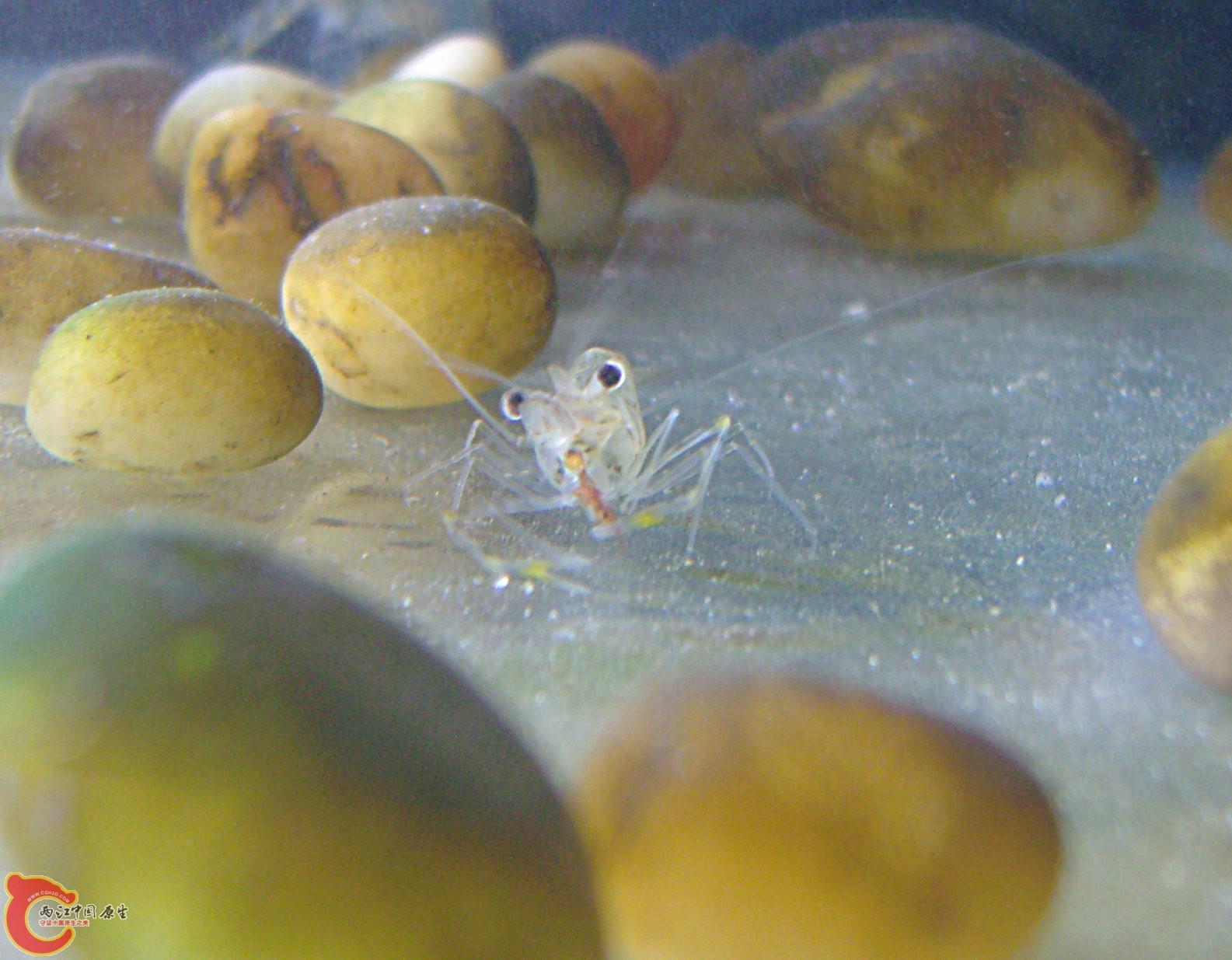 摆正了姿势开始美餐了.