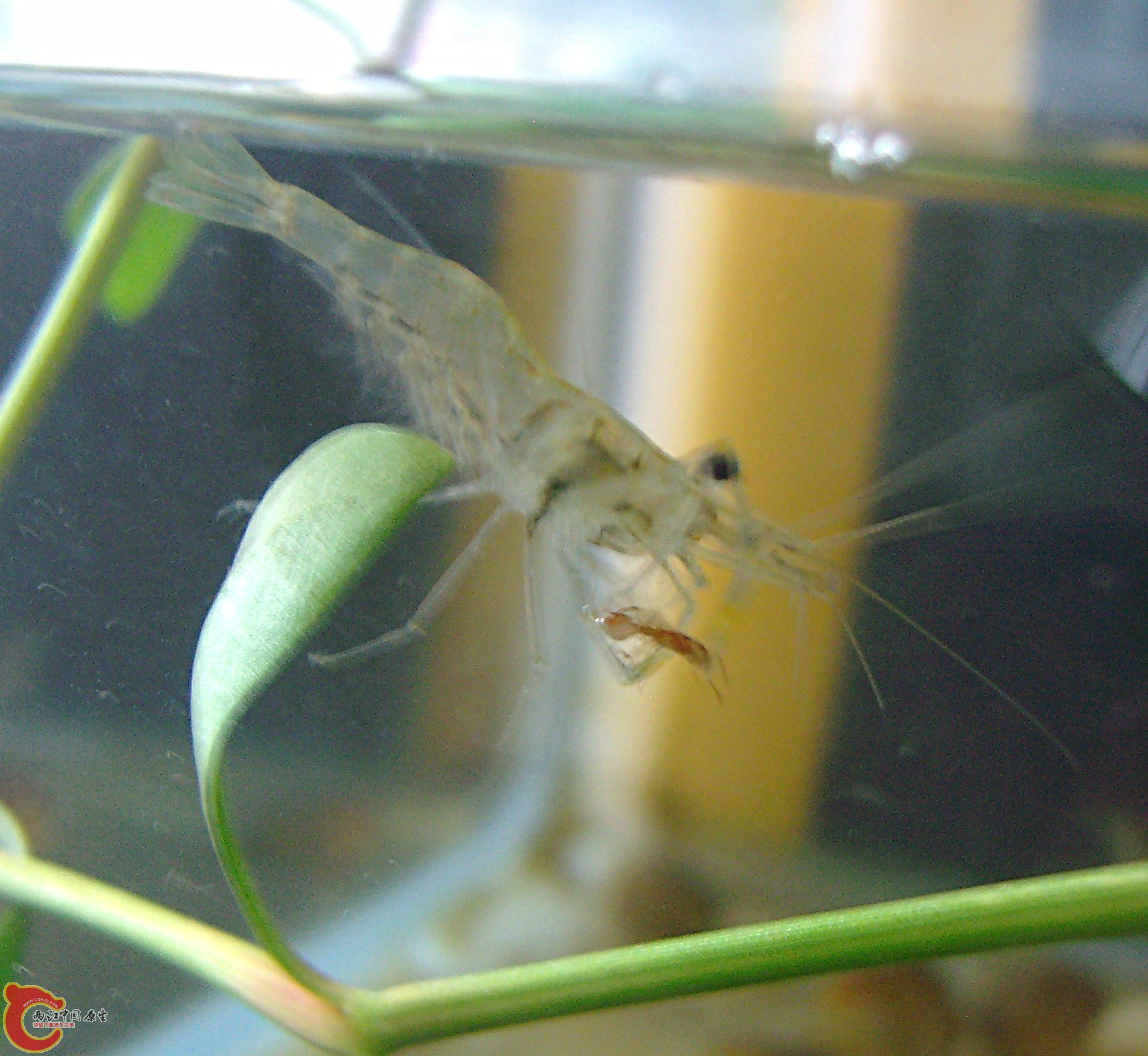 浮在水面的一只蚂蚁被捉住了.