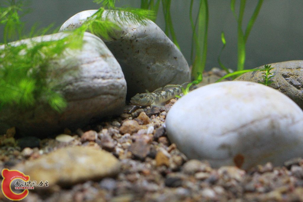石缝中的虾虎鱼
