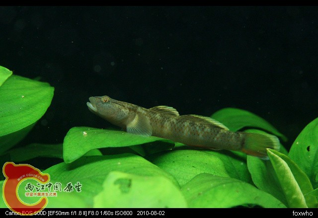 虾虎2.jpg
