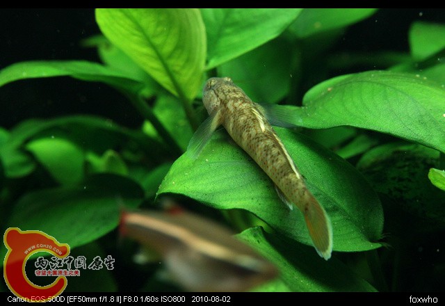 虾虎5.jpg