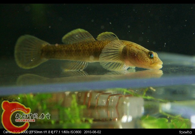虾虎8.jpg