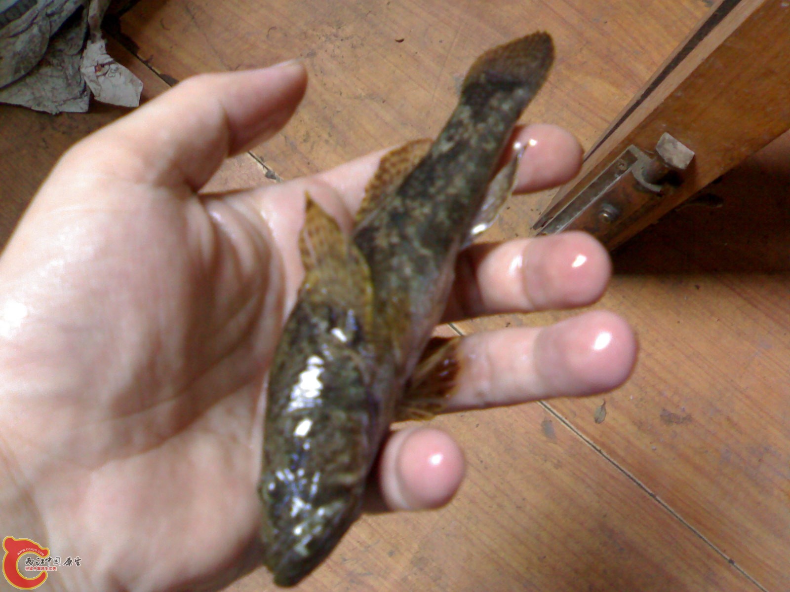 20100803155.jpg