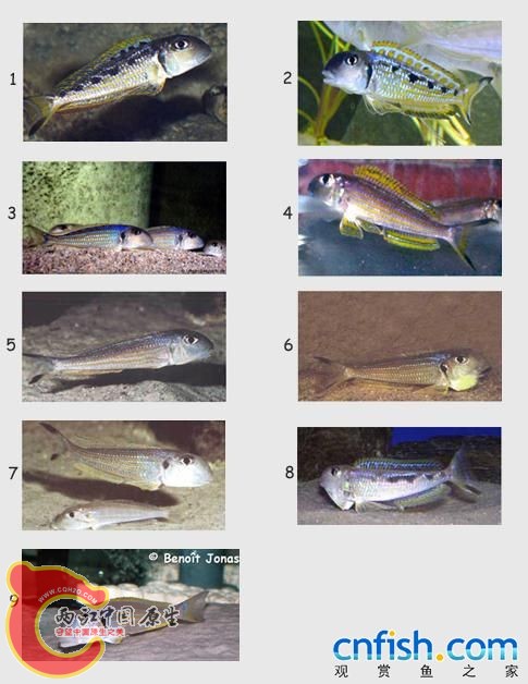 repartition-xenotil-ochrogenys.jpg