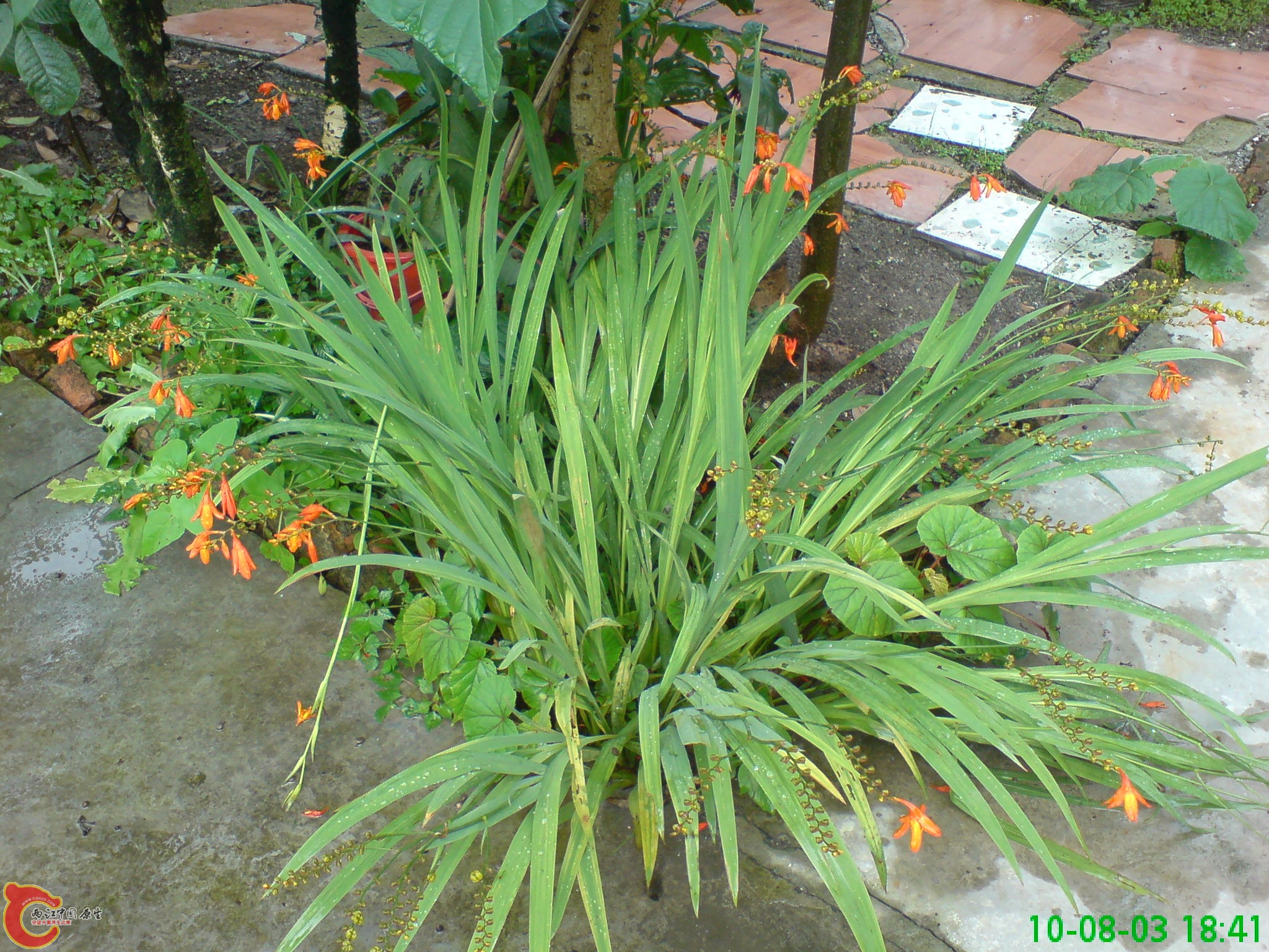 DSC01232.JPG