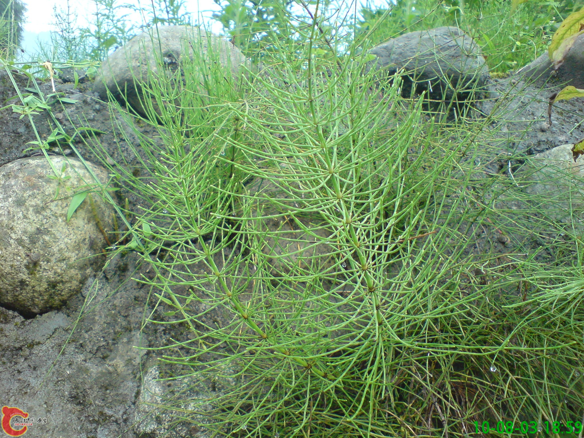 DSC01238.JPG