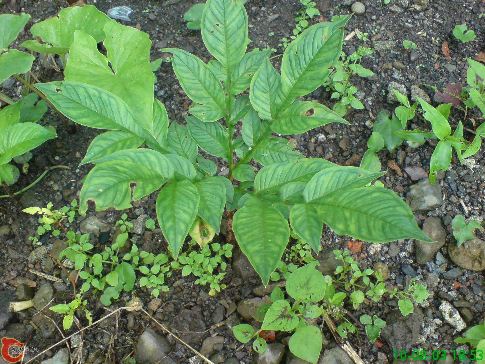 DSC01237.JPG