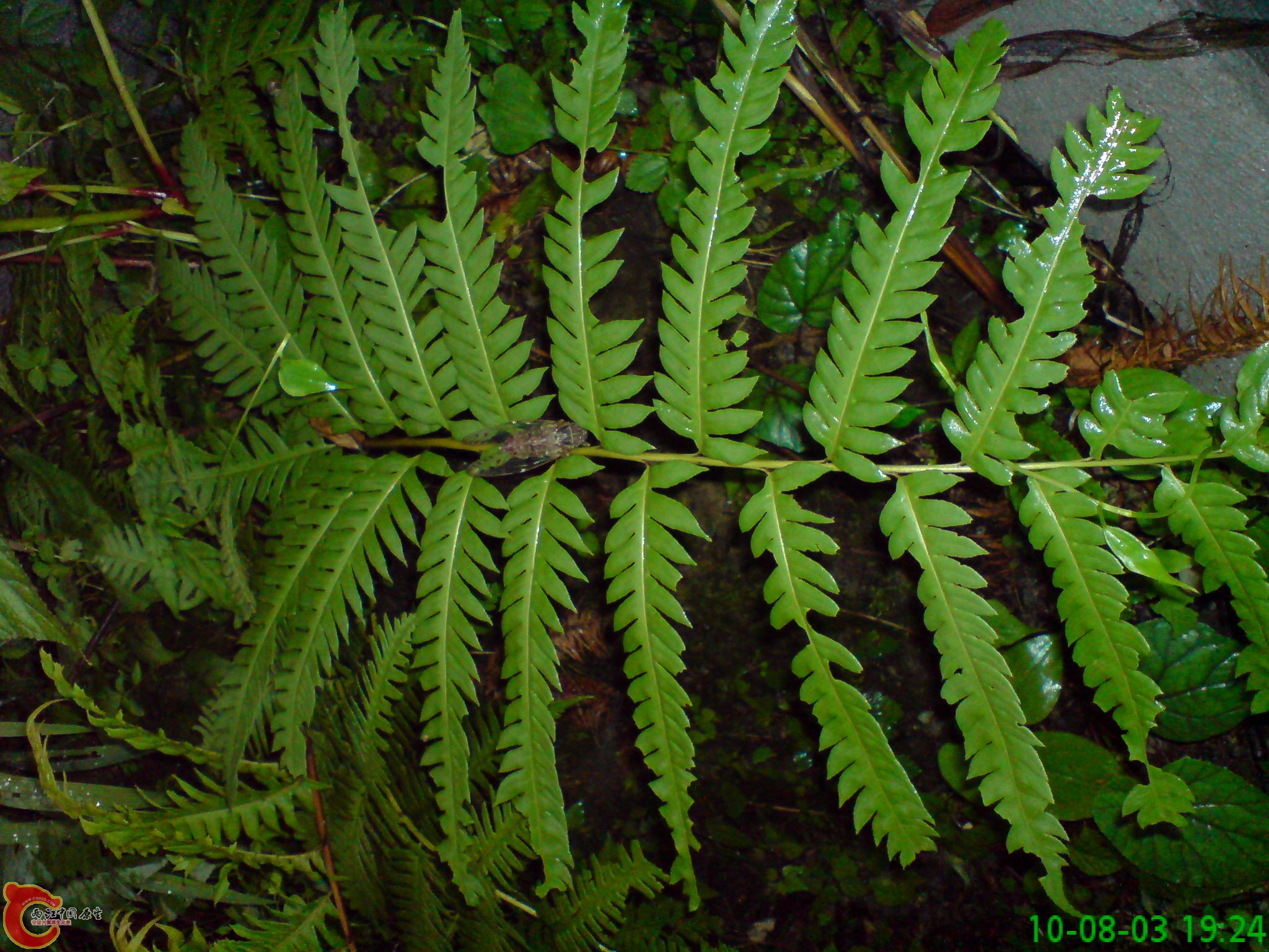 DSC01250.JPG