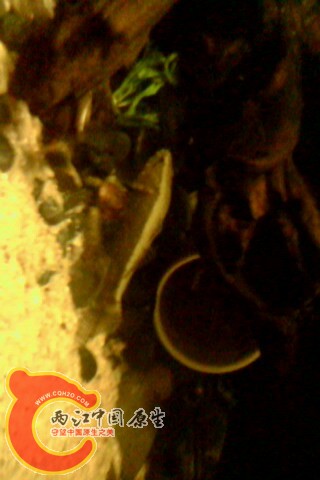 IMG0054A.jpg