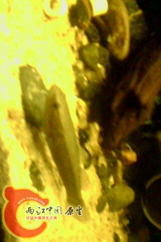 IMG0051A.jpg