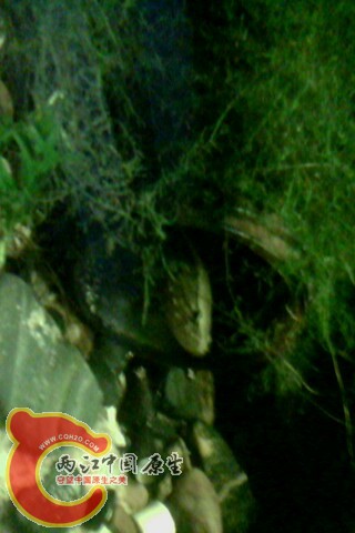IMG0053A.jpg
