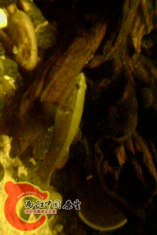 IMG0050A.jpg