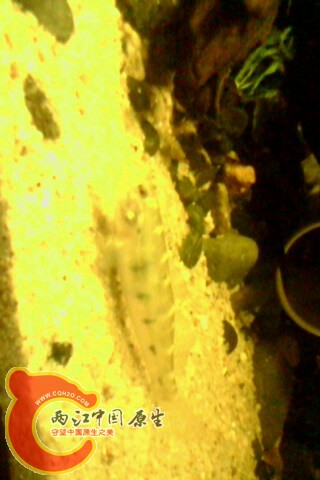 IMG0049A.jpg