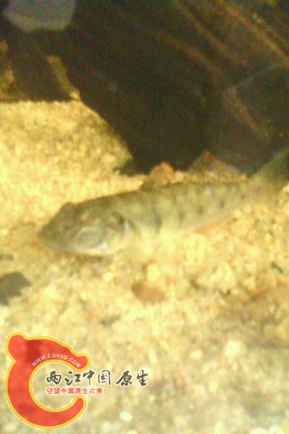 IMG0039A.jpg