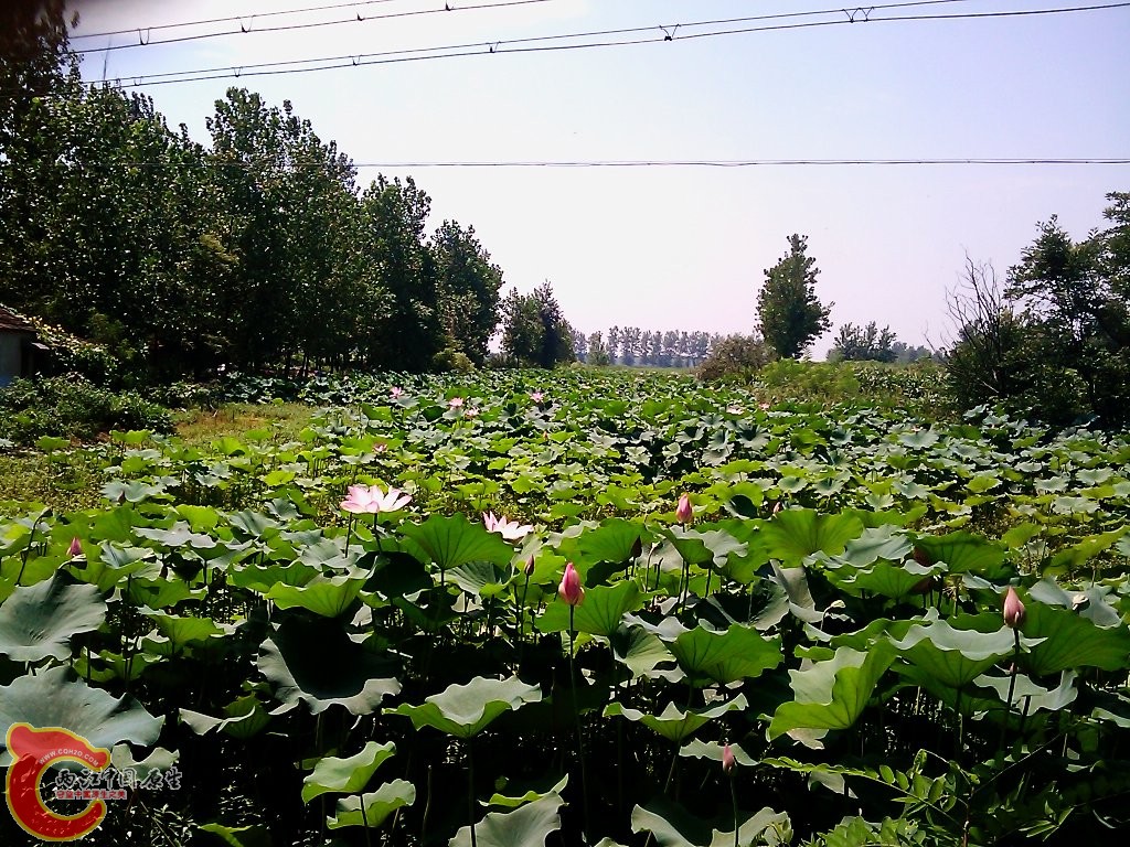 路遇一藕塘