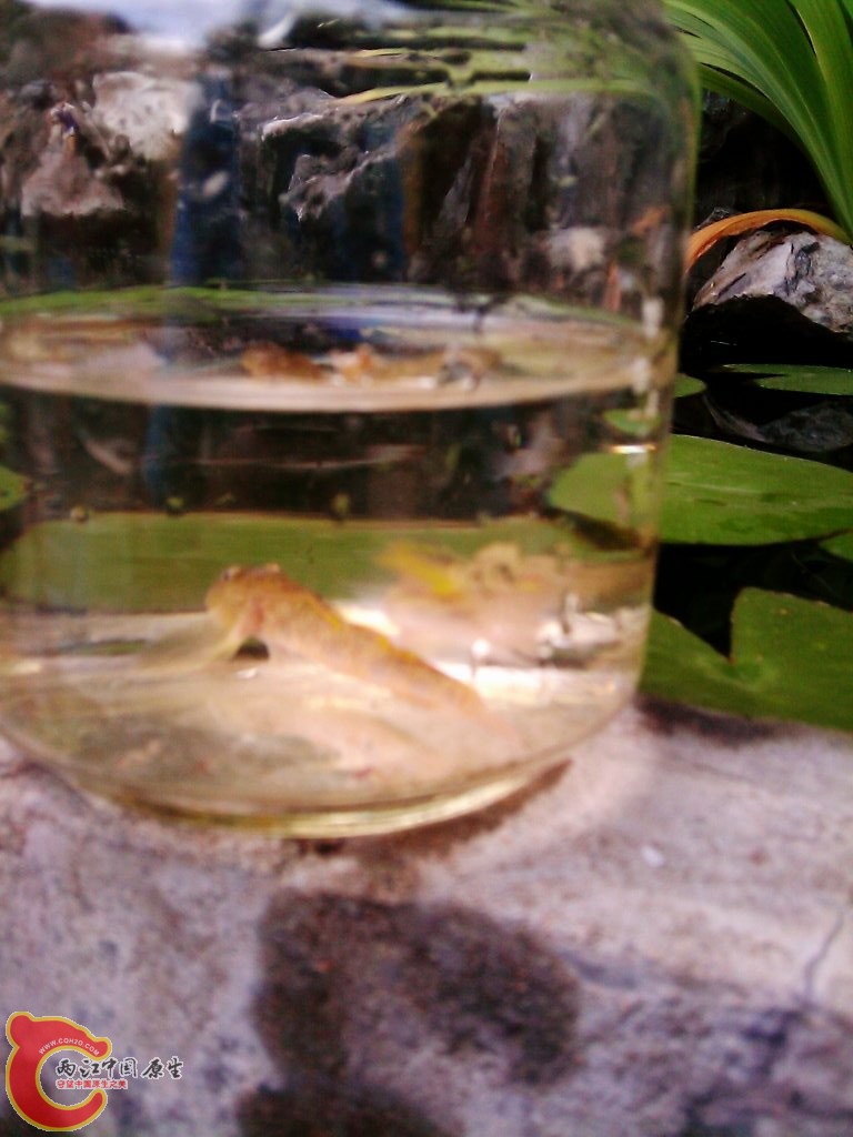 超毒的子陵