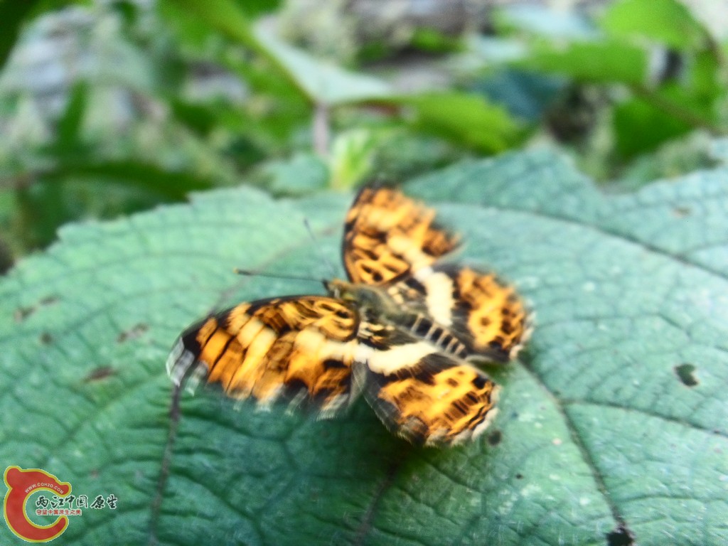 SDC13229.JPG