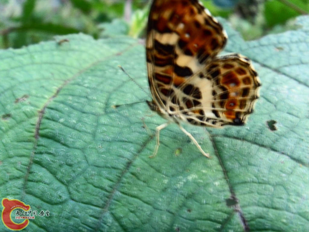 SDC13225.JPG