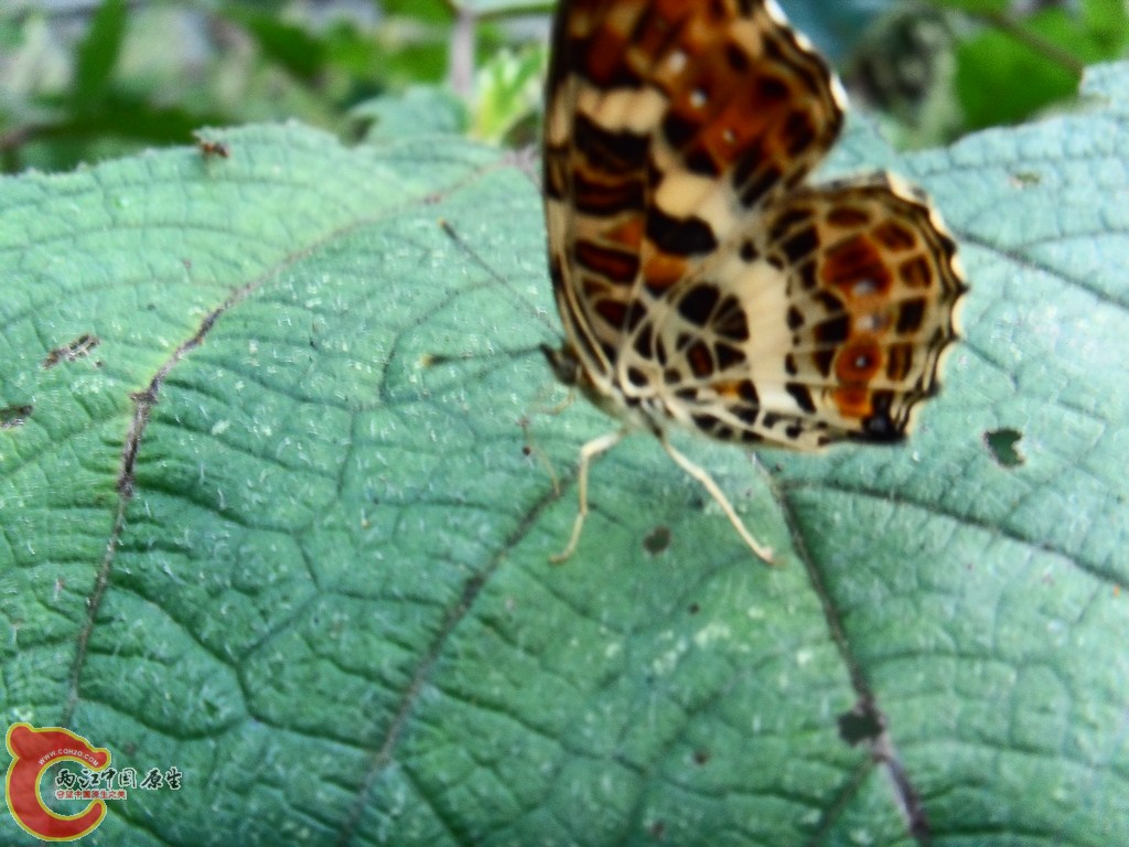 SDC13226.JPG