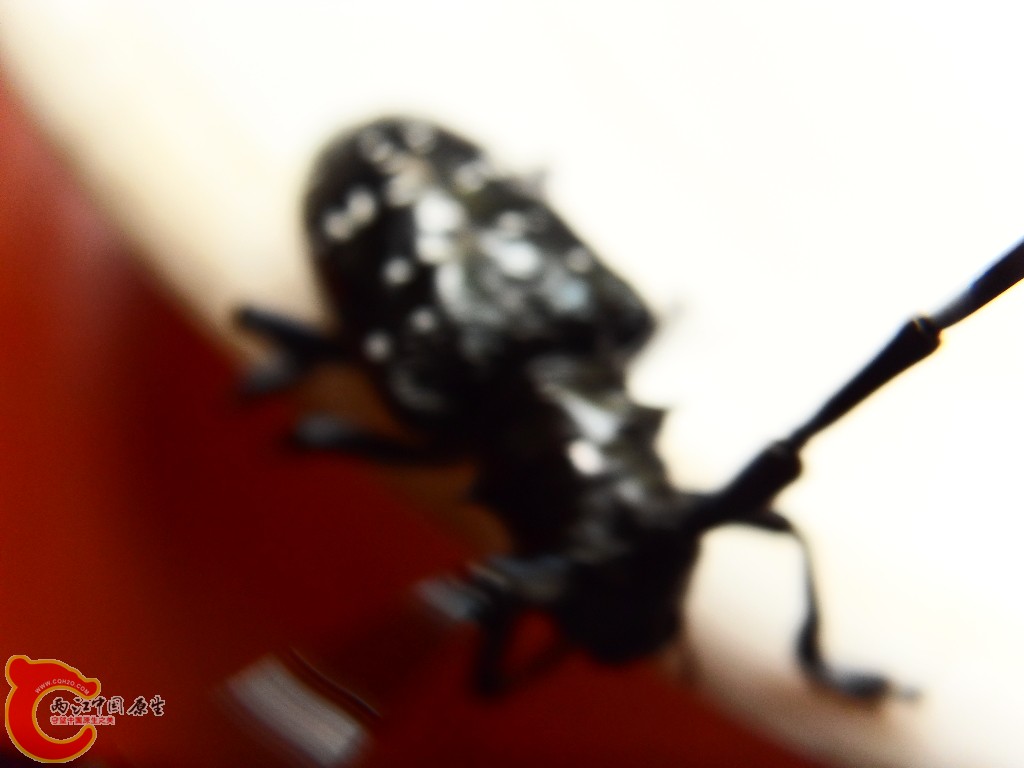 SDC13318.JPG