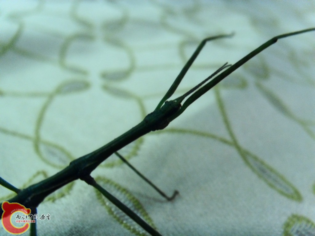 SDC13355.JPG