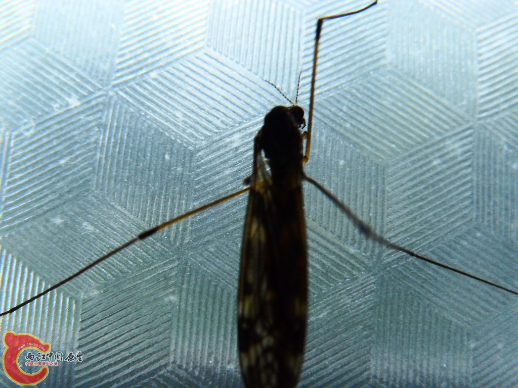 SDC13397.JPG