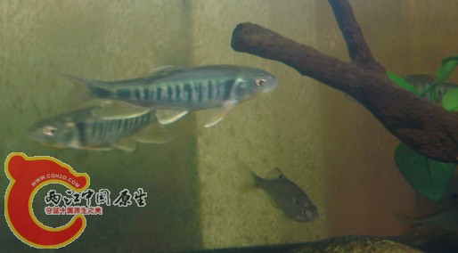 DSC03578.jpg