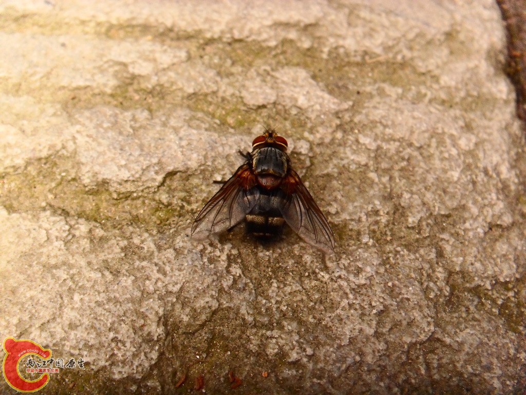 SDC13505.JPG