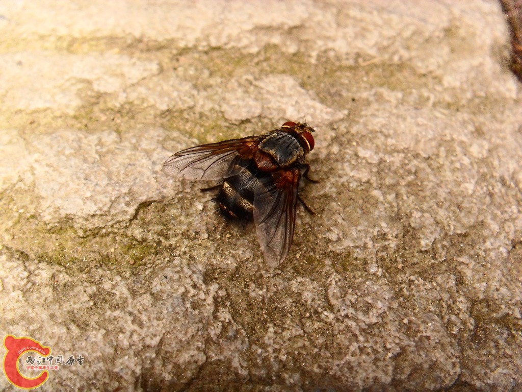 SDC13506.JPG