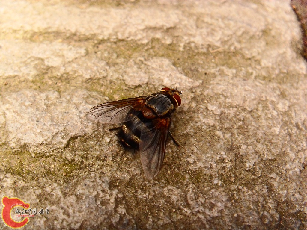 SDC13507.JPG