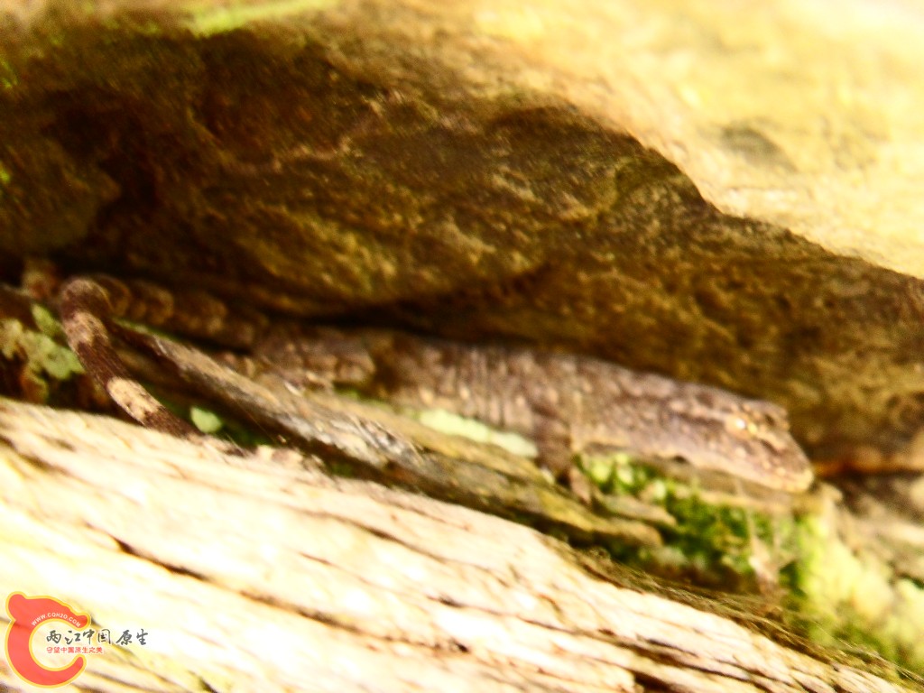 SDC13517.JPG