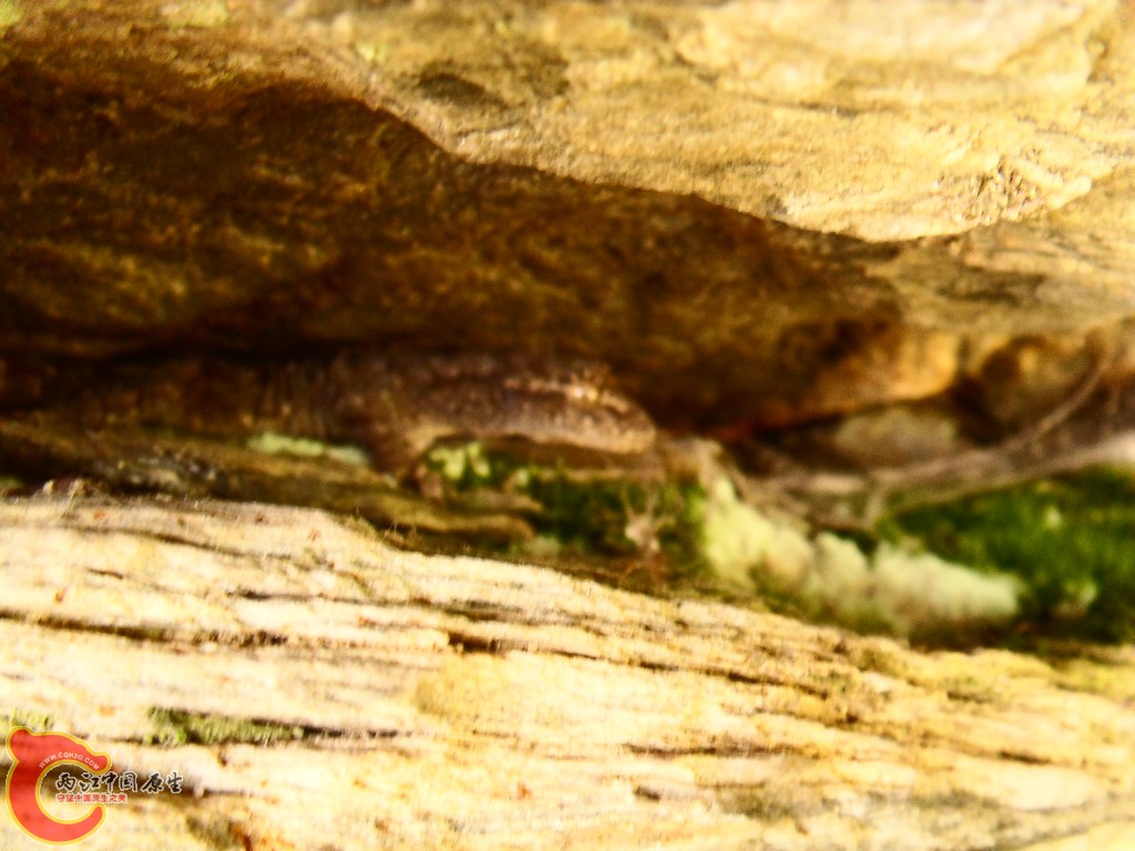 SDC13515.JPG