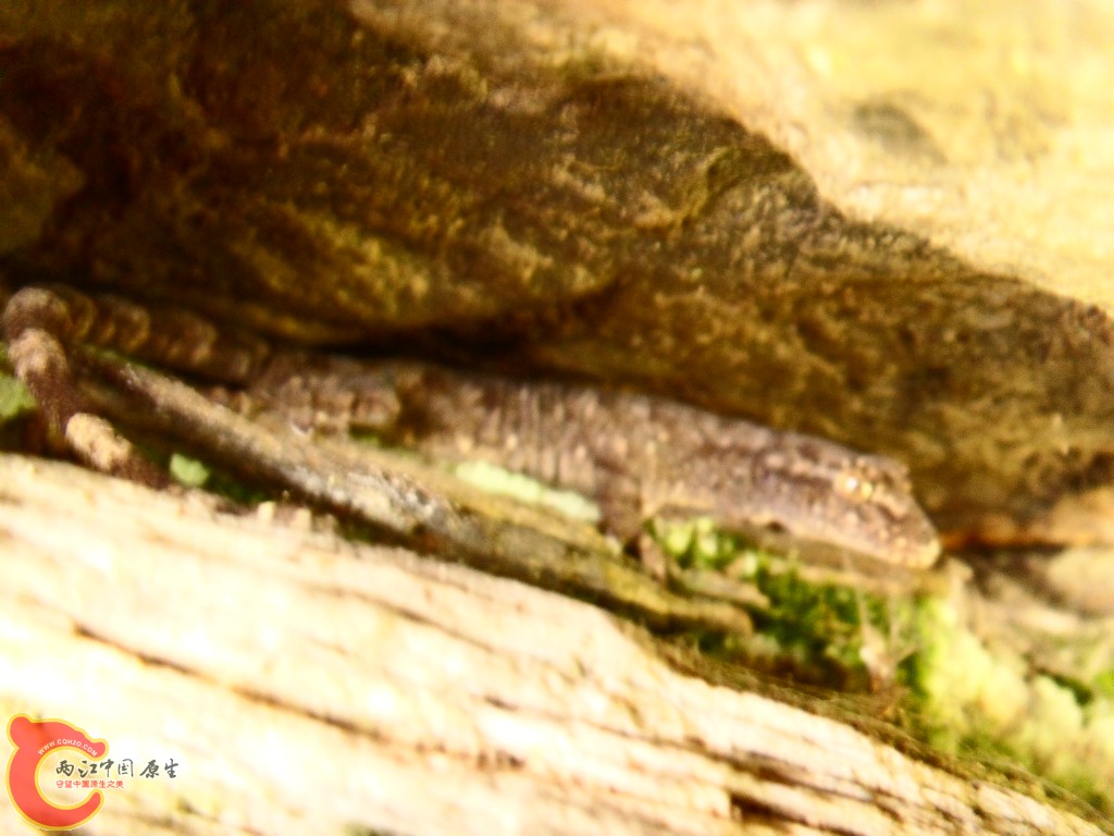 SDC13518.JPG