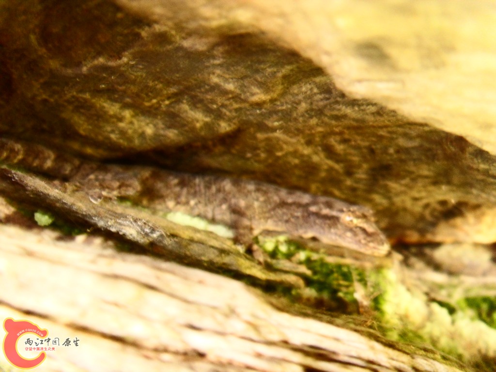 SDC13519.JPG