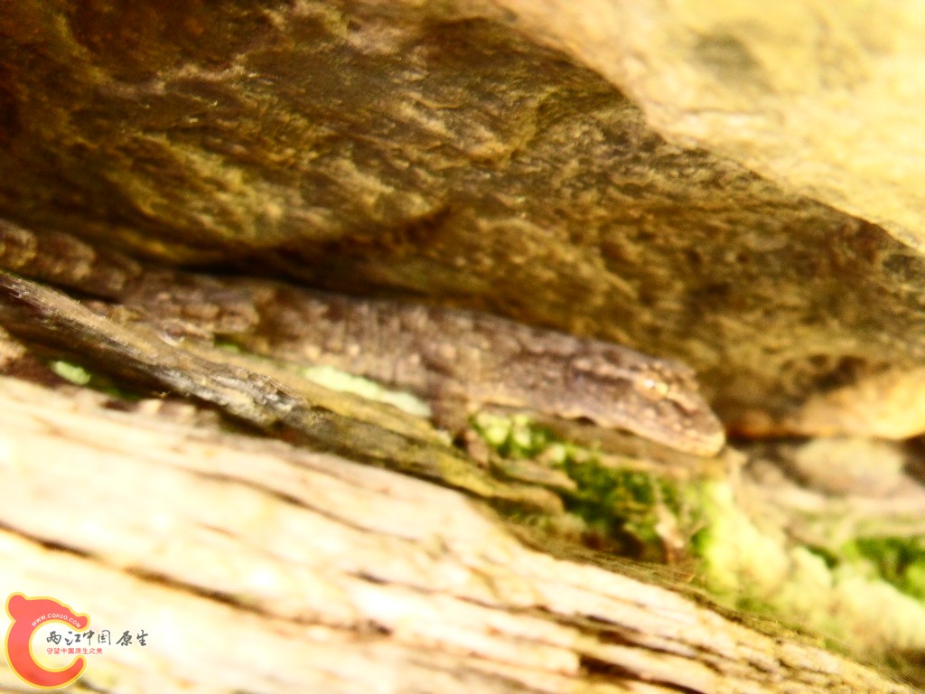 SDC13520.JPG