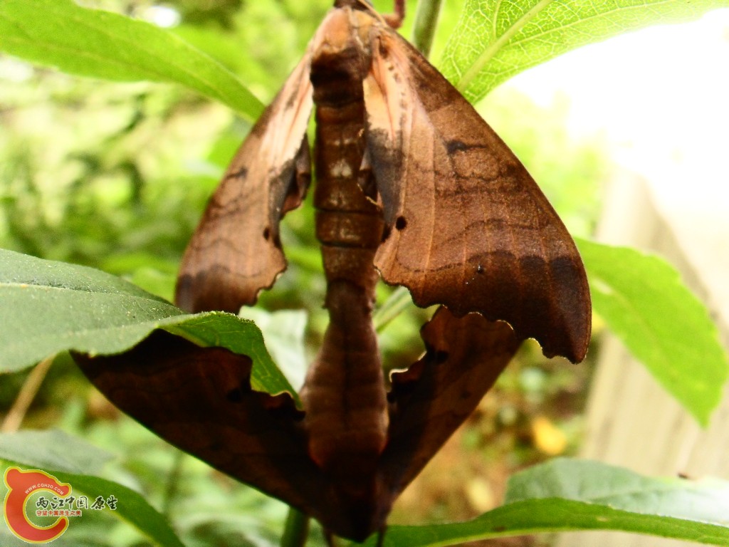 SDC13532.JPG