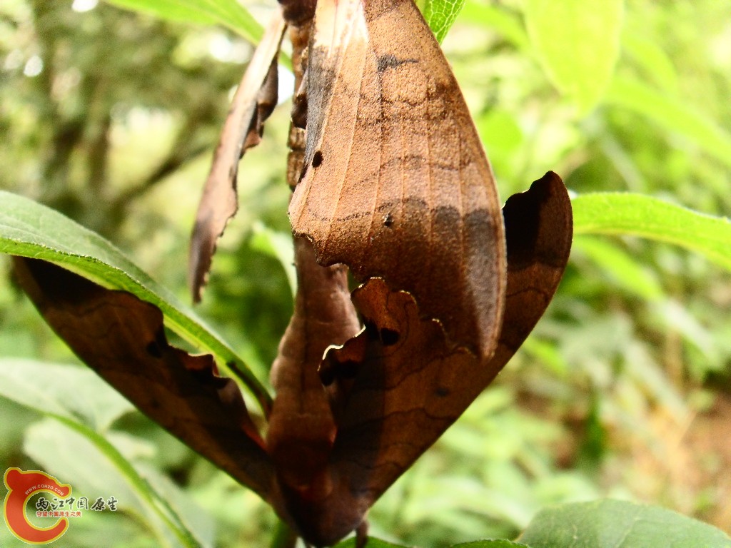 SDC13535.JPG