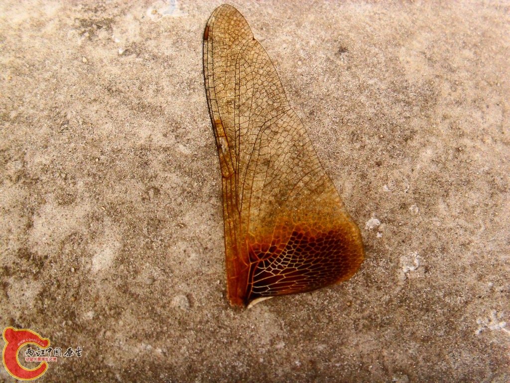 SDC13540.JPG
