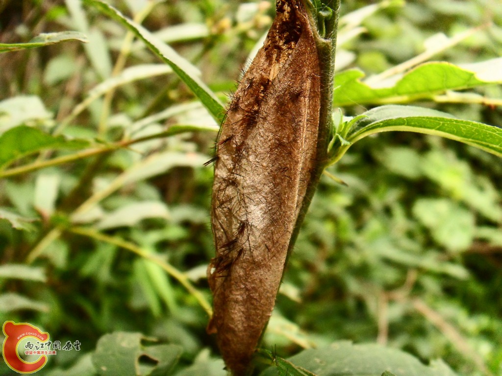 SDC13541.JPG