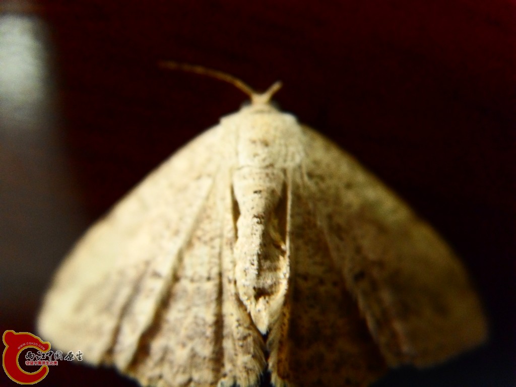 SDC13555.JPG