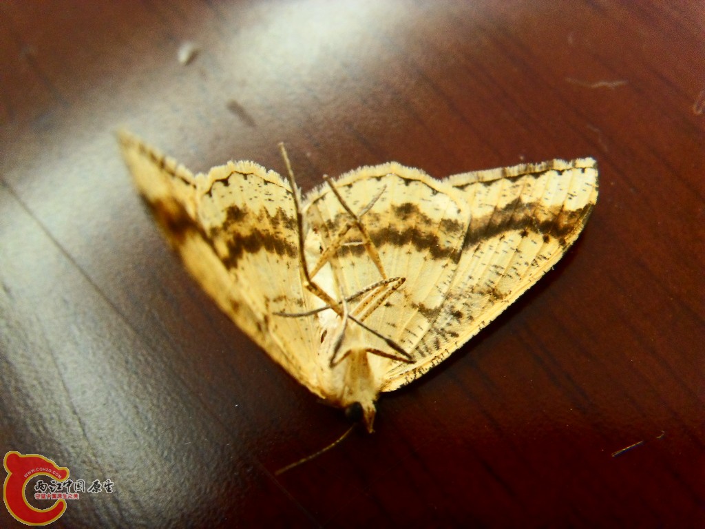 SDC13554.JPG