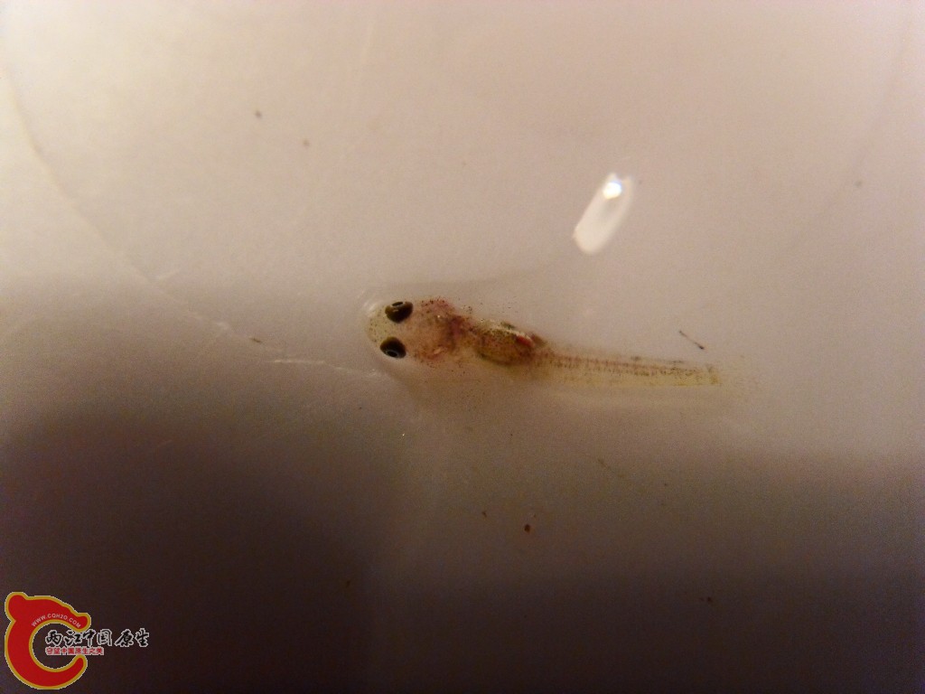 SDC13131.JPG