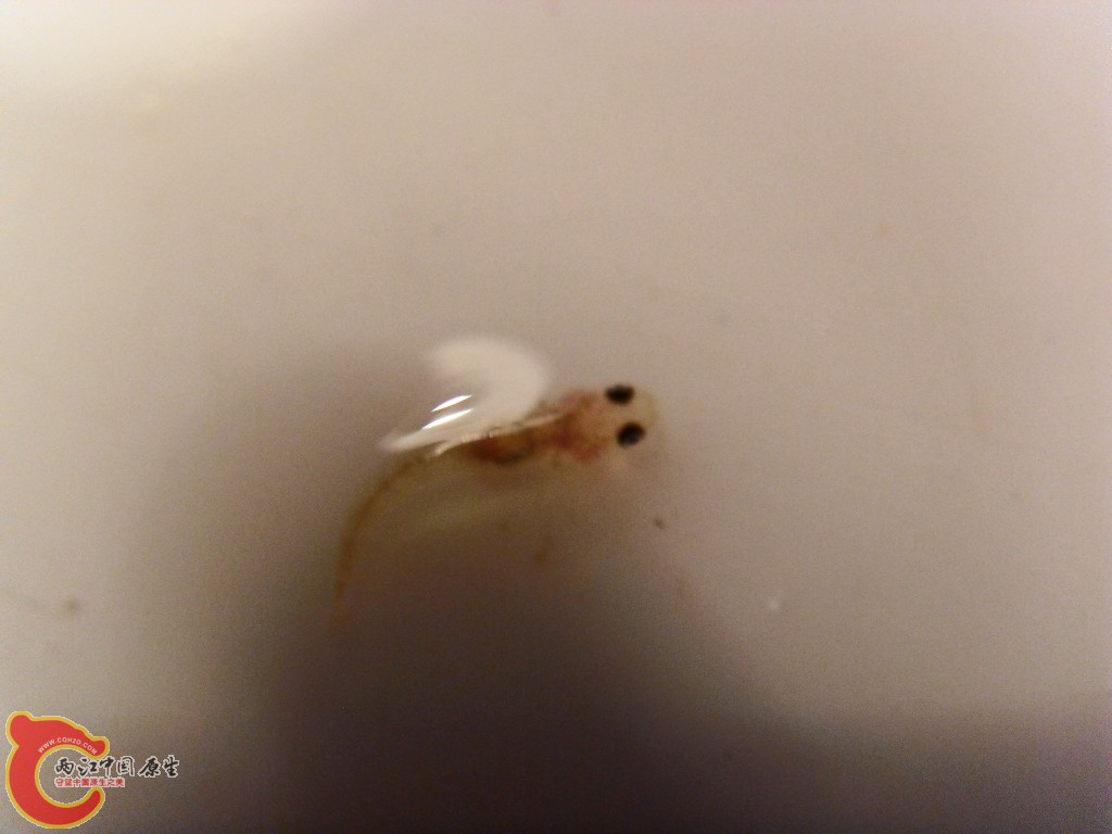 SDC13129.JPG