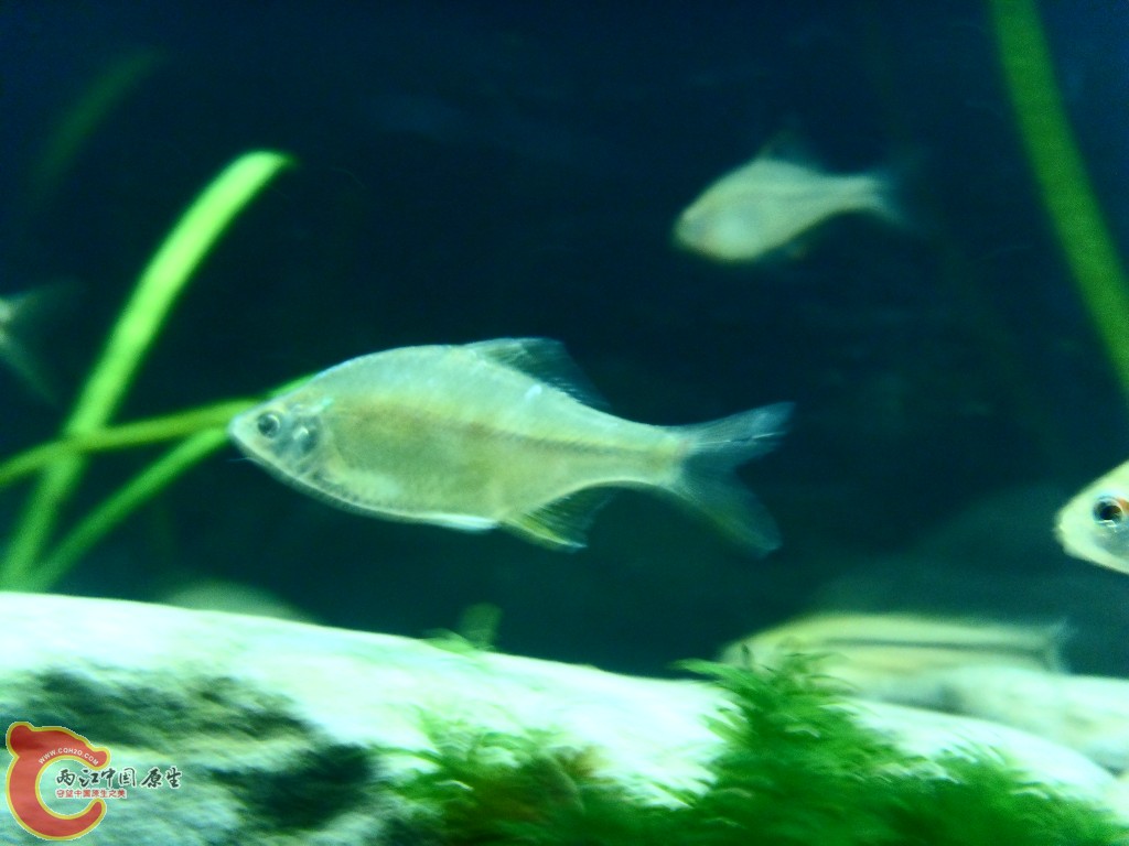 SDC13645.JPG