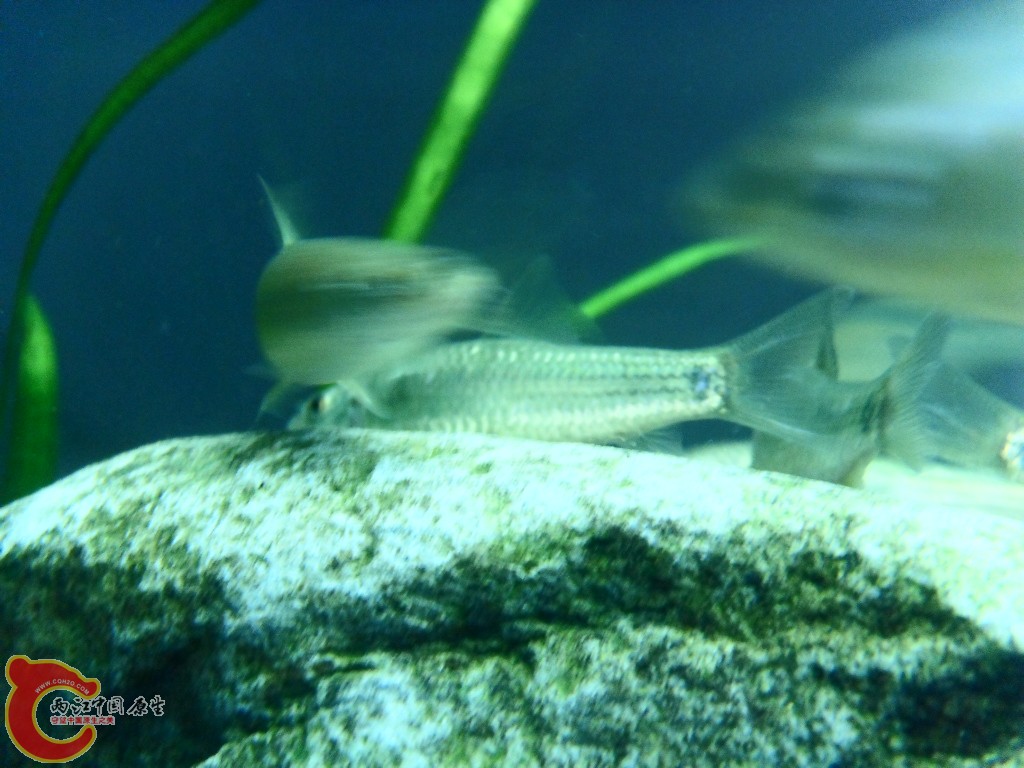 SDC13580.JPG